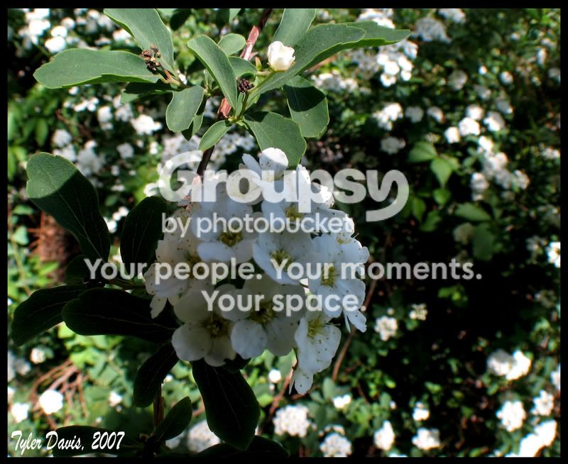 flower1.jpg