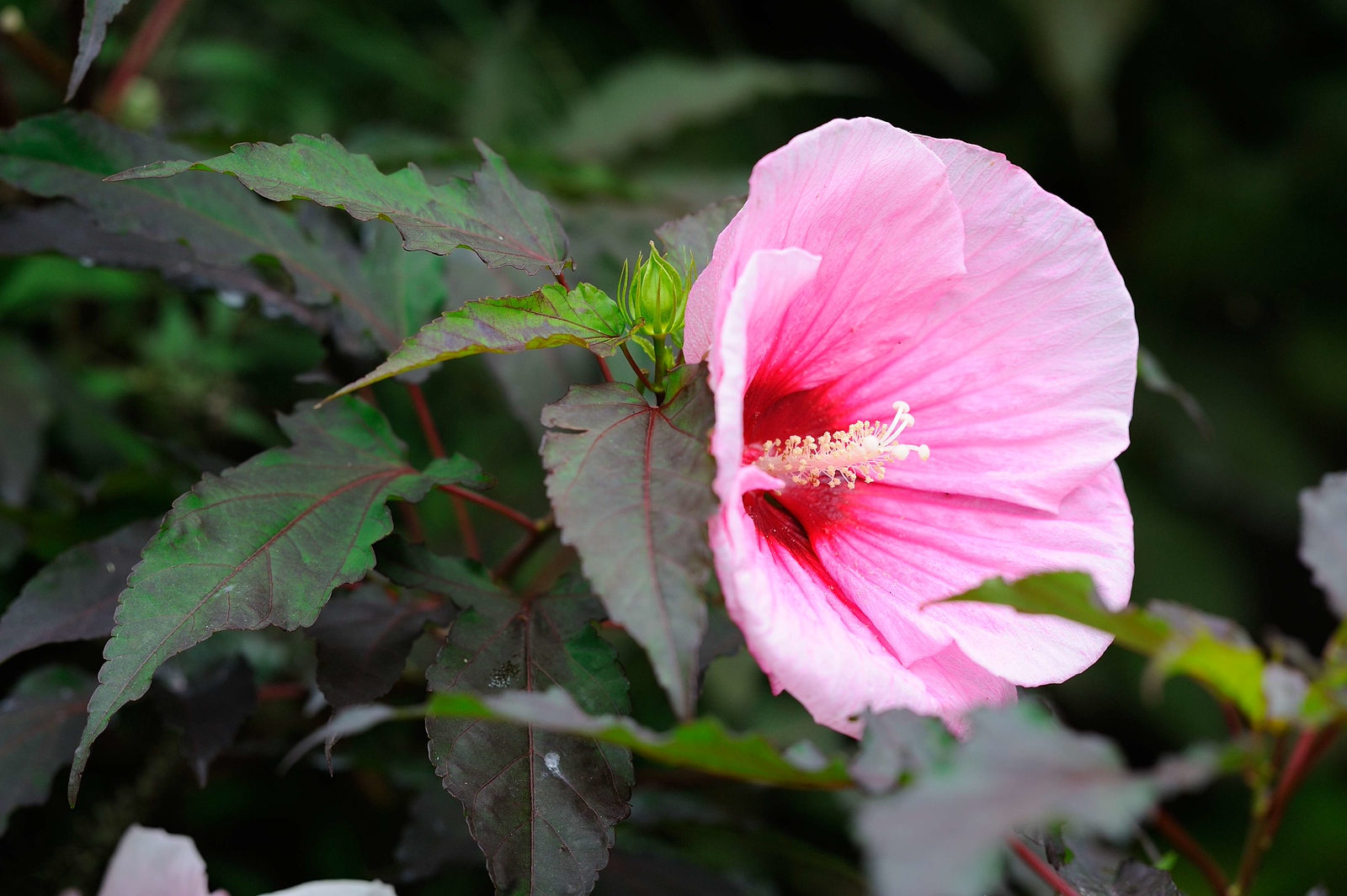 DSC_00005-X3.jpg