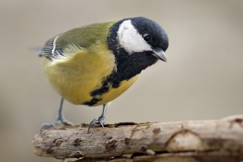 great_tit_05.jpg