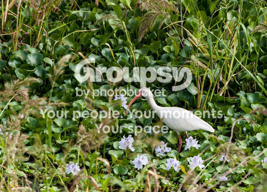 WhiteIbis.jpg
