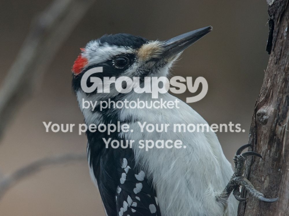Male%20hairy%2029%20Nov%202016_zps9pw9arhw.jpg
