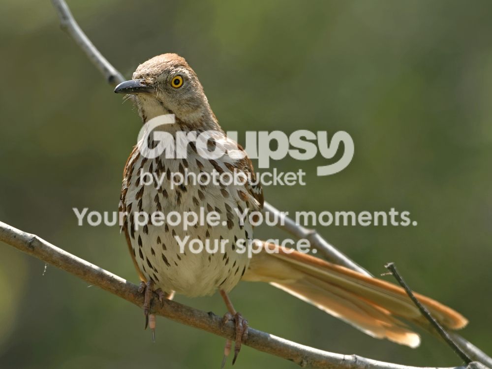 Brownthrasher_zps11d8854c.jpg