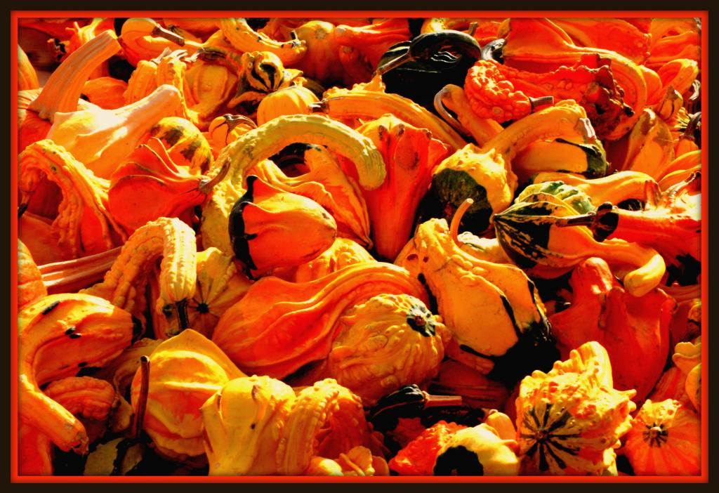 GOURDS4.jpg