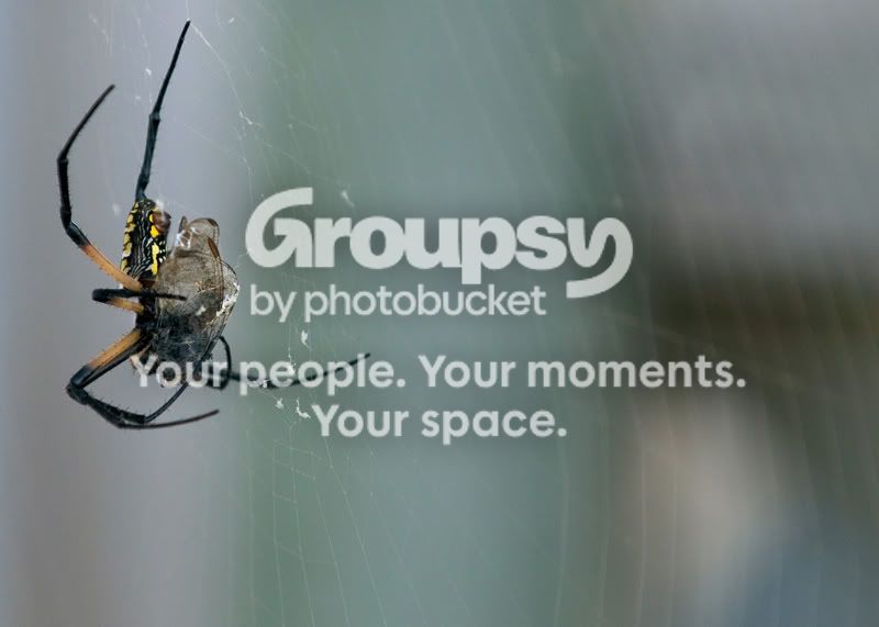 Writer-Spider-29.jpg