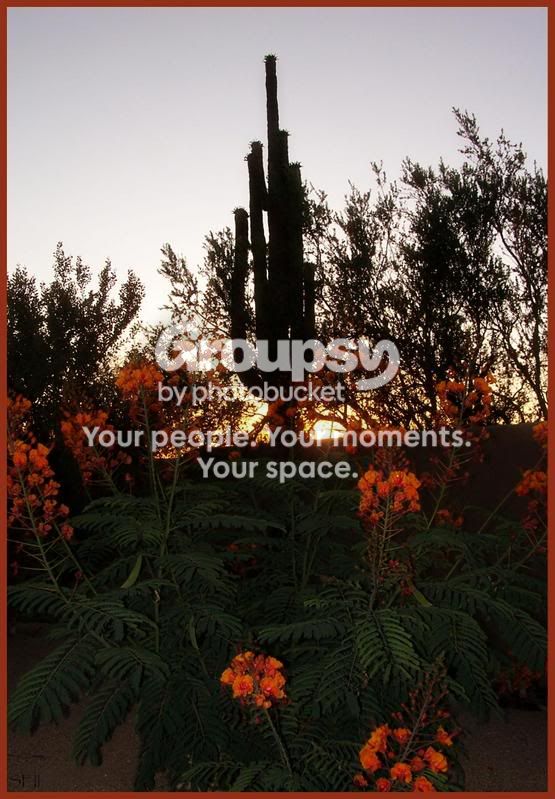 Saguarosunsetwithorangeflowers.jpg