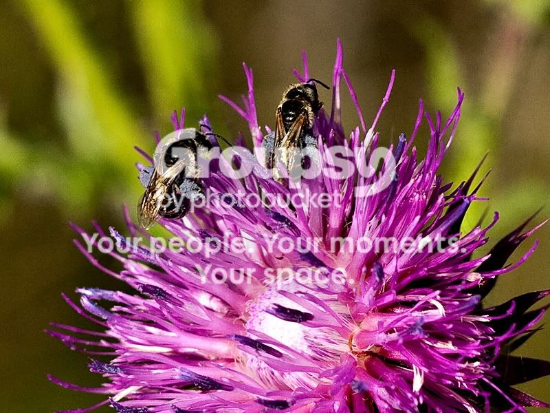 crop-1030637sm.jpg