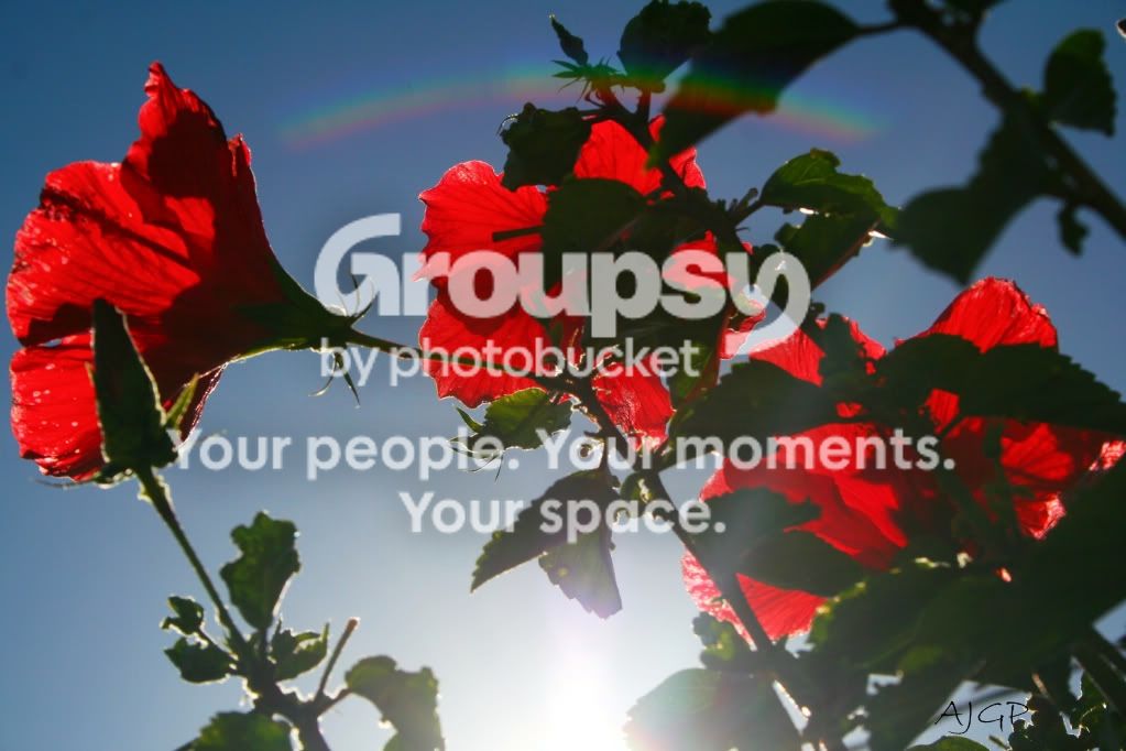 Flower.jpg