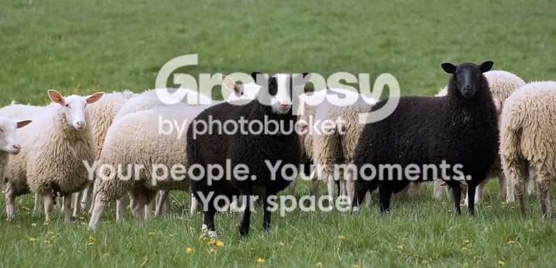 baaaadsheep.jpg