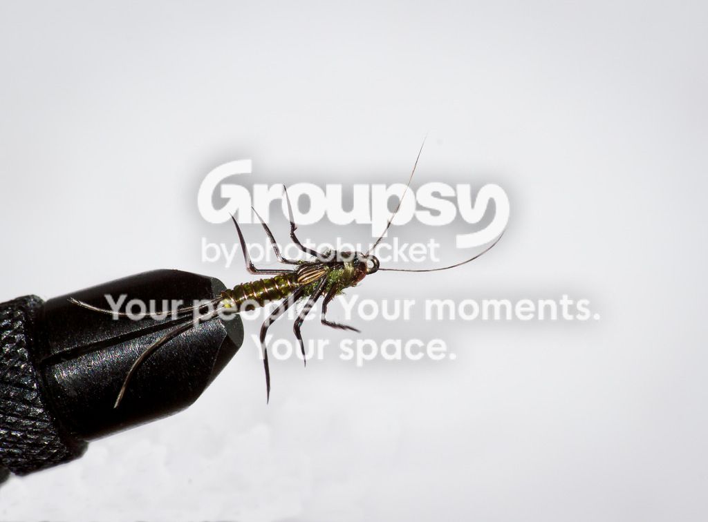 Stonefly.jpg
