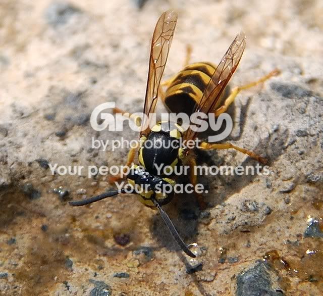 wasp44.jpg
