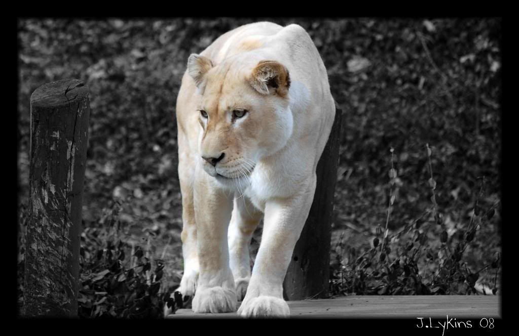 DSC_0435.jpg