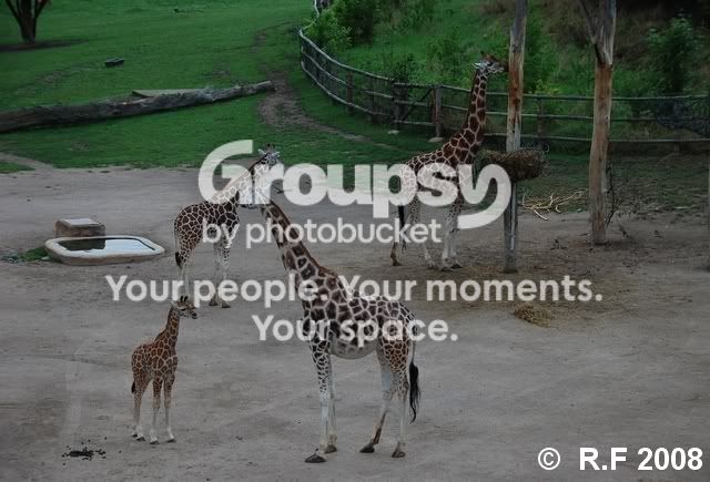giraff4.jpg