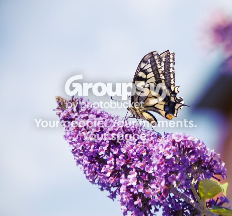 peacefulbutterly2.jpg