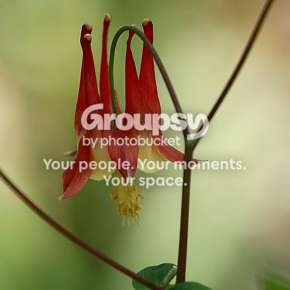 Plant7.jpg