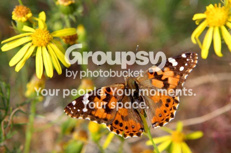 butterfly_6.jpg
