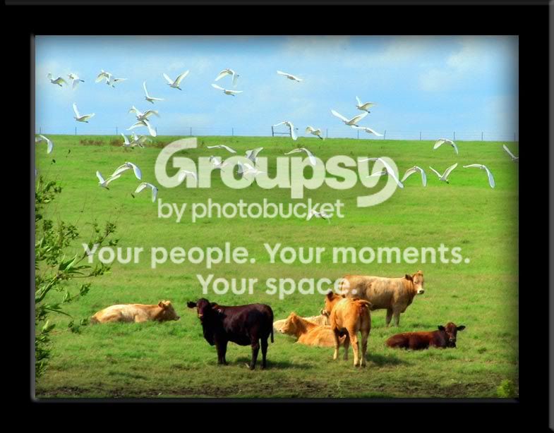 cowbirds.jpg