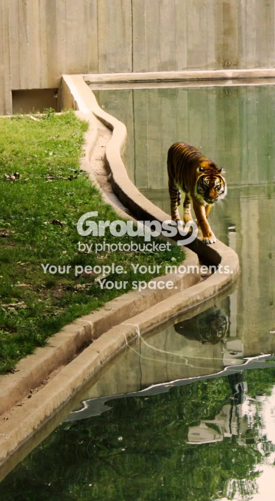 tiger.jpg