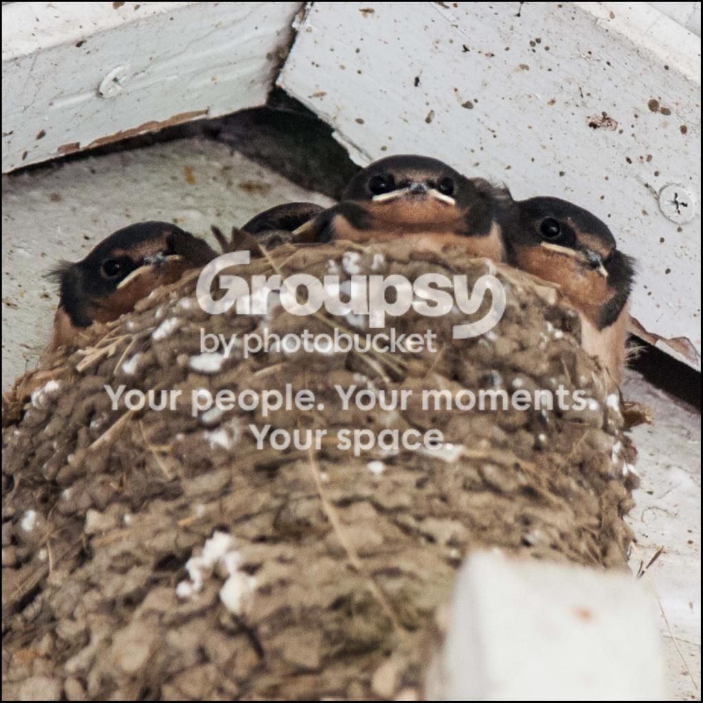 JrBirdmen4_KMH1314.jpg
