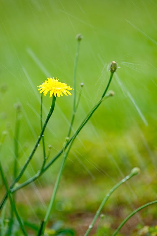 DandelioninRain.jpg
