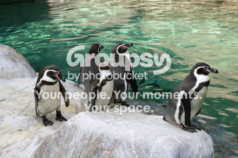 penguin3.jpg