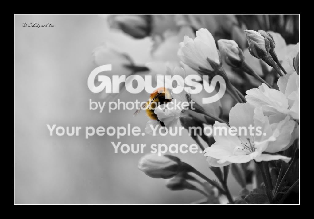 spring-BW.jpg
