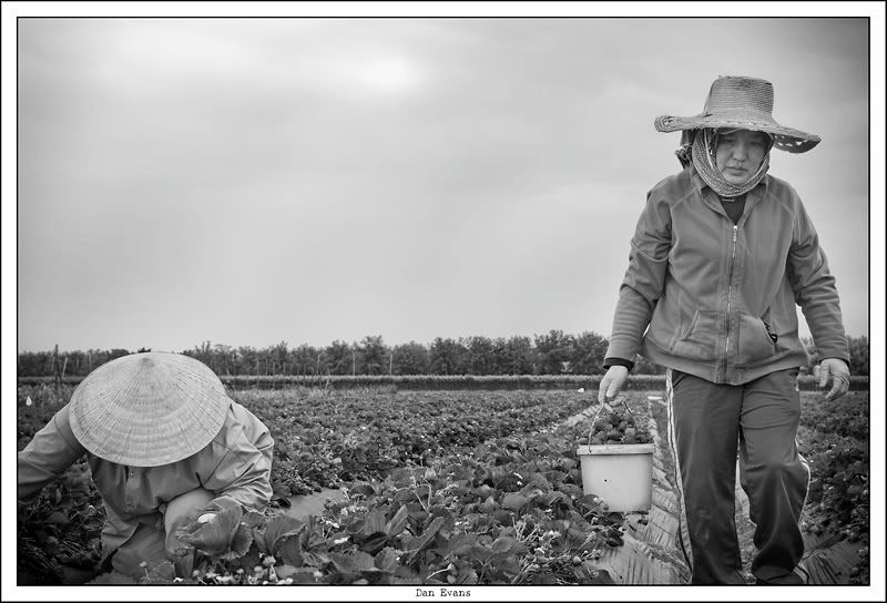 STRAWBERRY_HARVEST_04.jpg