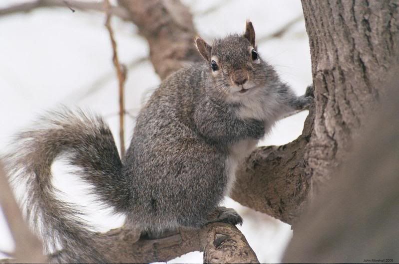 Squirrel.jpg