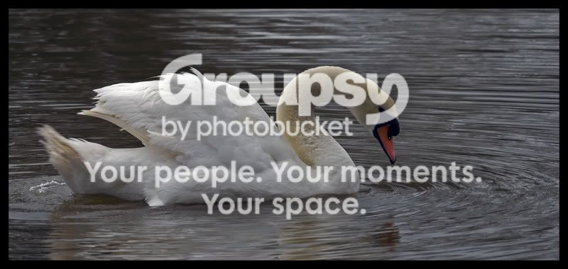 swan3.jpg