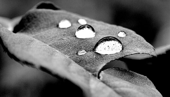 Rain%20Drop%2010%20-%20B%26W-M.jpg