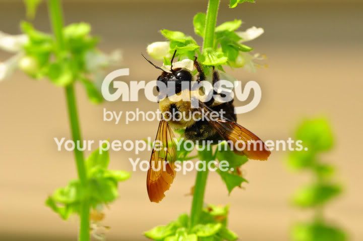MacroBumblebee.jpg