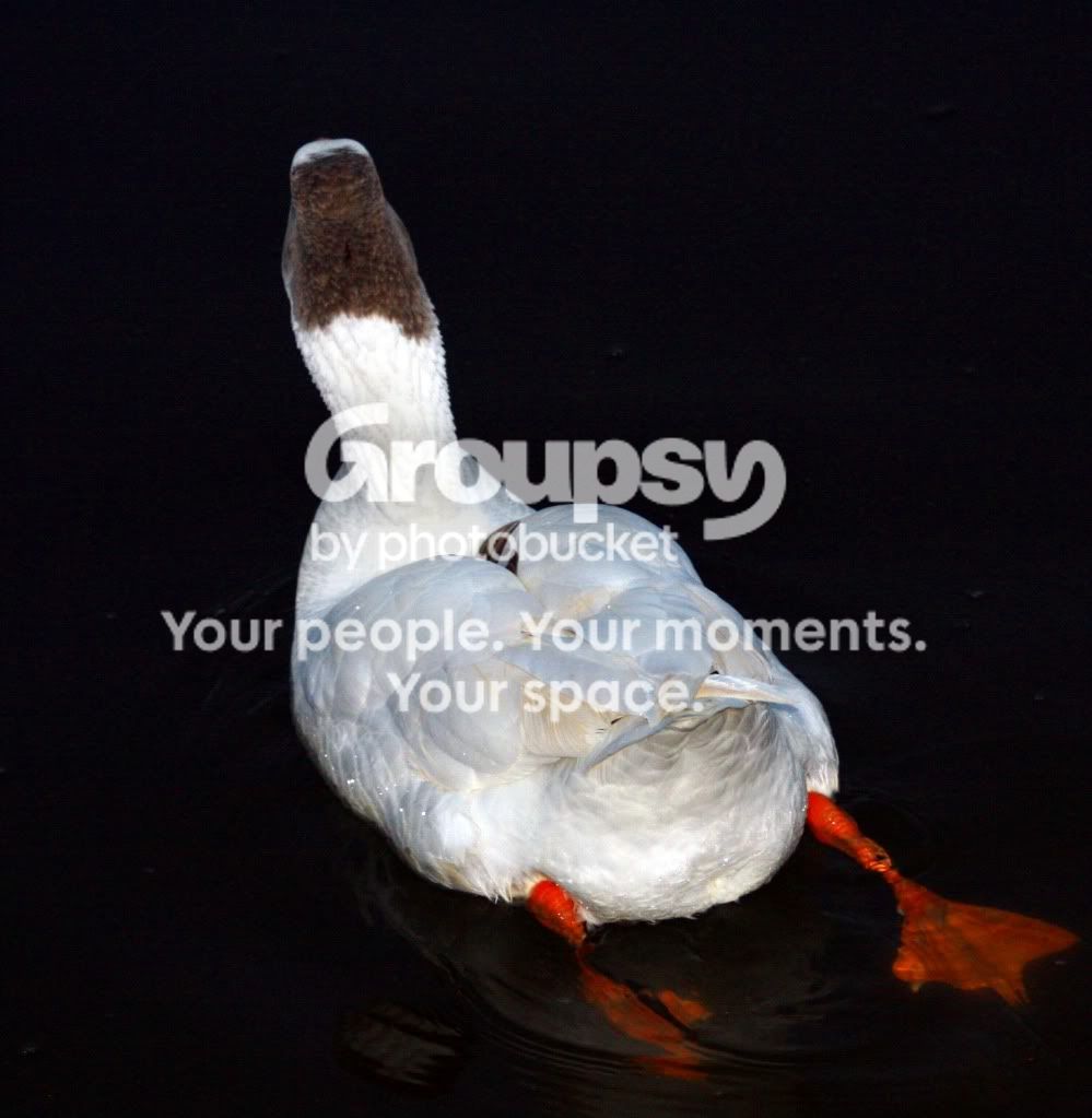 swimgoose.jpg