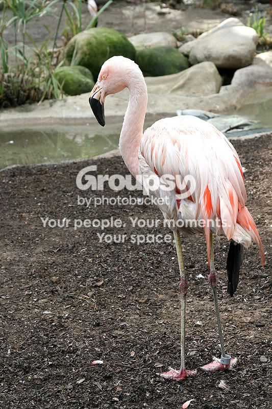 flamingo1.jpg