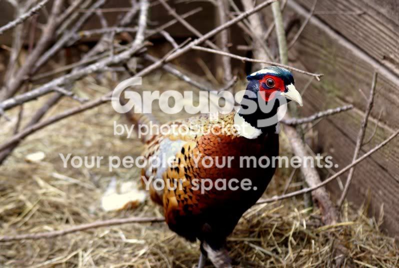 walkingbird.jpg