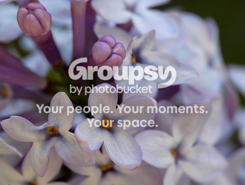 blossoms_smaller.jpg