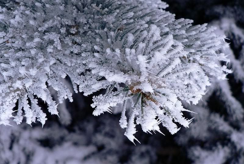 FrozenSpruce.jpg