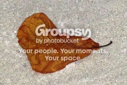 leaf.jpg
