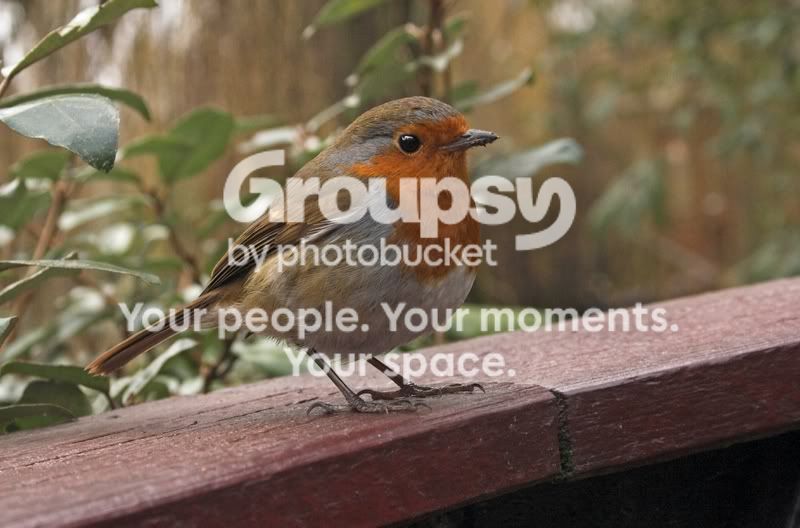 robin2.jpg