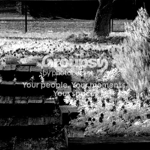 infrared1.jpg