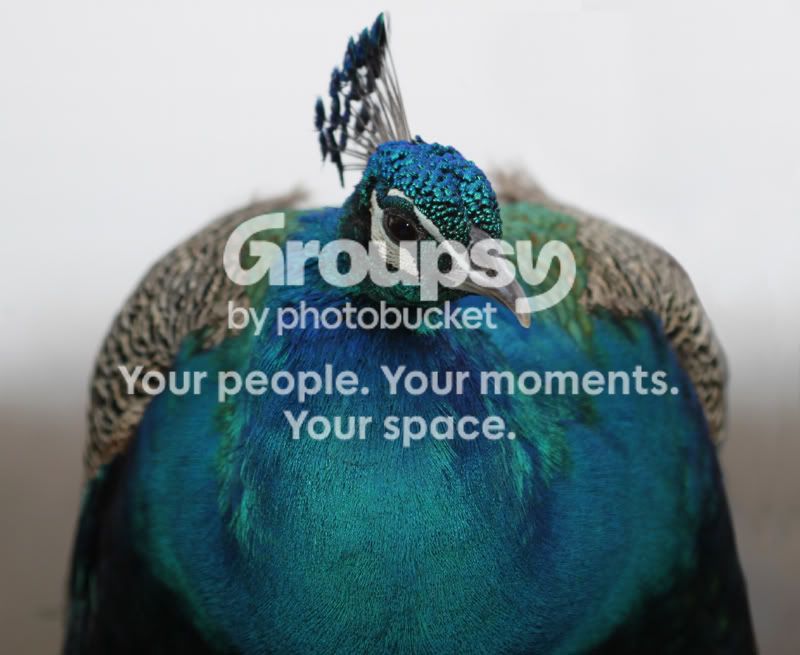 PeacockatGanChayot.jpg