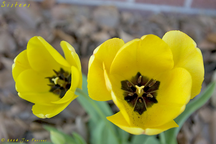 tulip2004_06.jpg