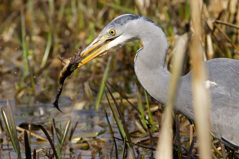 heron_frog_07.jpg