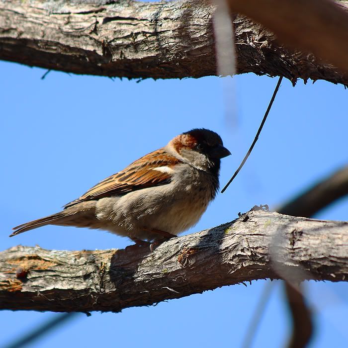 Bird.jpg