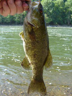 fish12.jpg