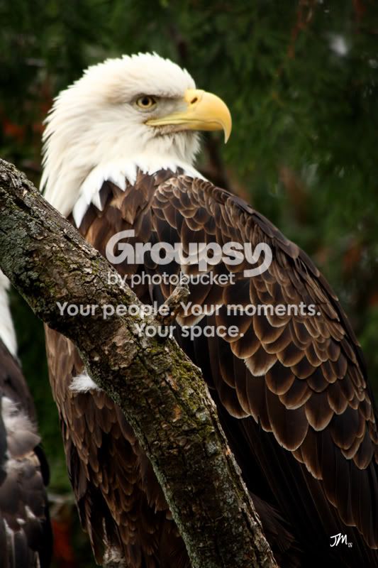 BaldEagle-ToledoZoo-200811.jpg