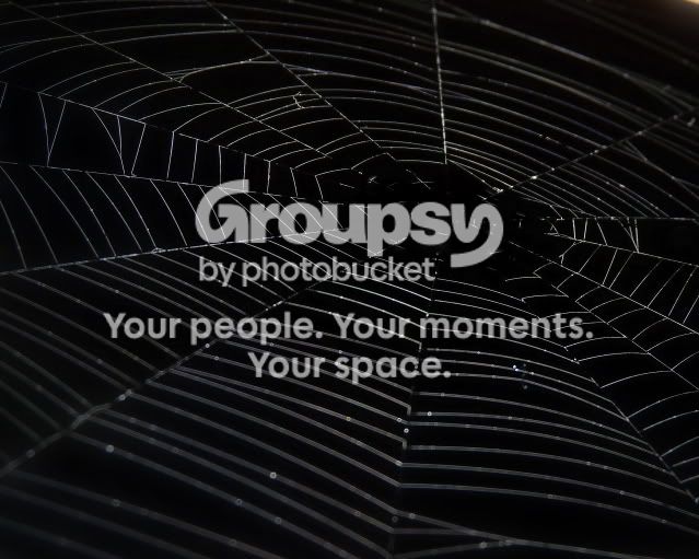 Cobweb.jpg