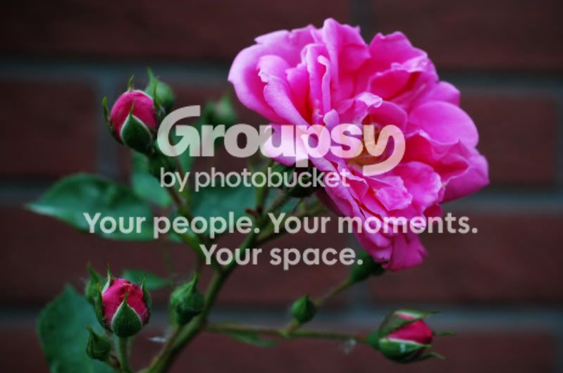 rose.jpg