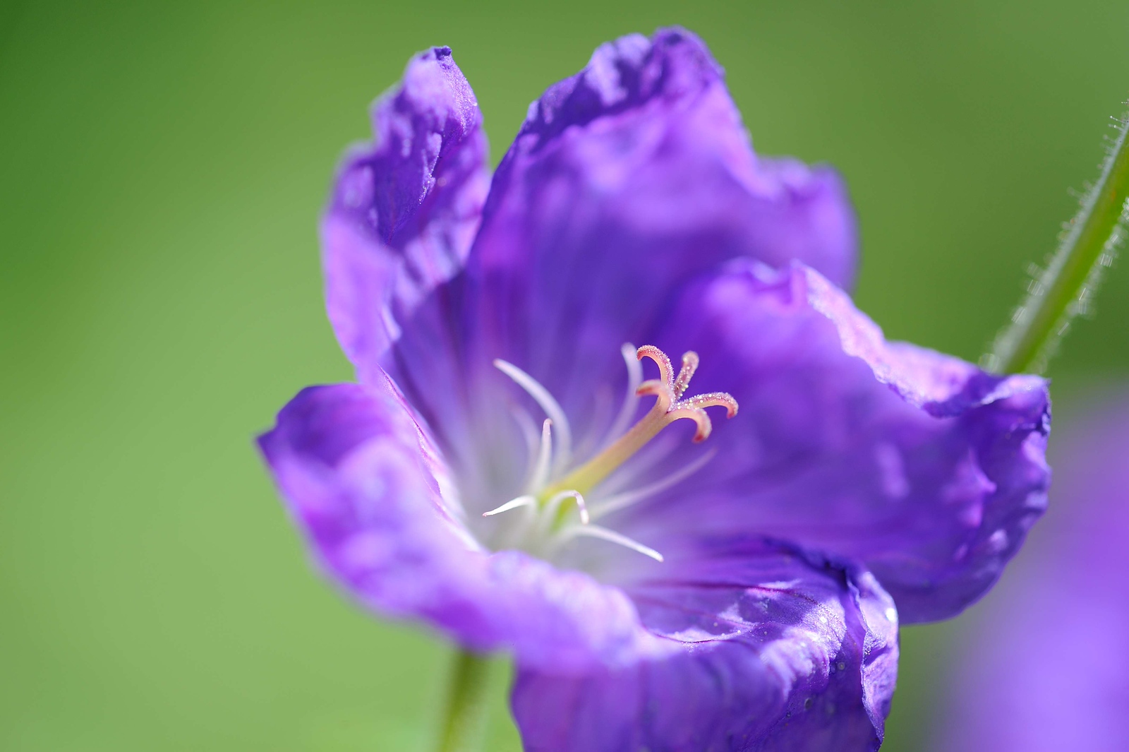 DSC_00241-X3.jpg
