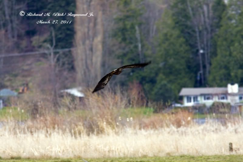 Eagleflight9smallcopy.jpg