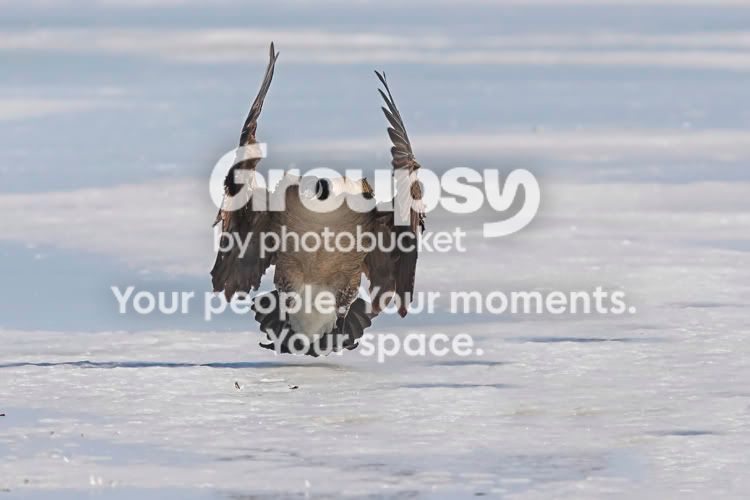 SwanLake4a.jpg