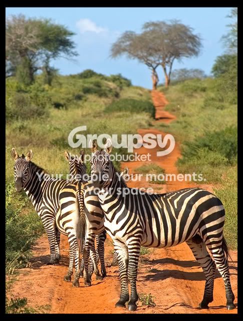 zebra.jpg